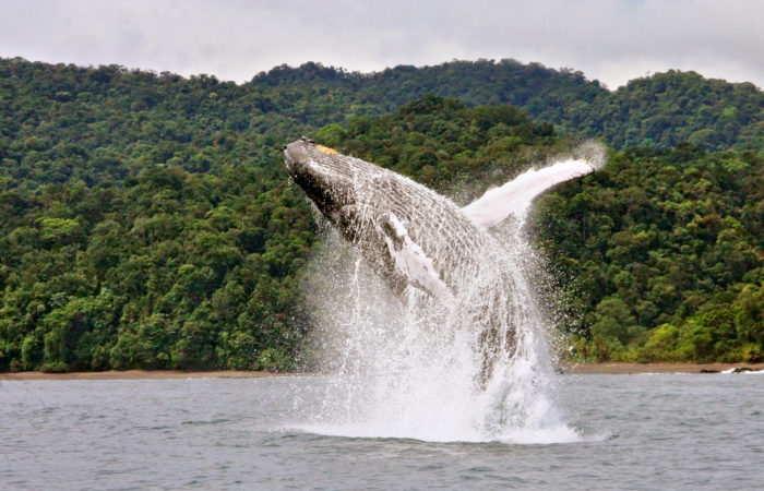 Avistamiento de ballenas Jorobadas en Colombia